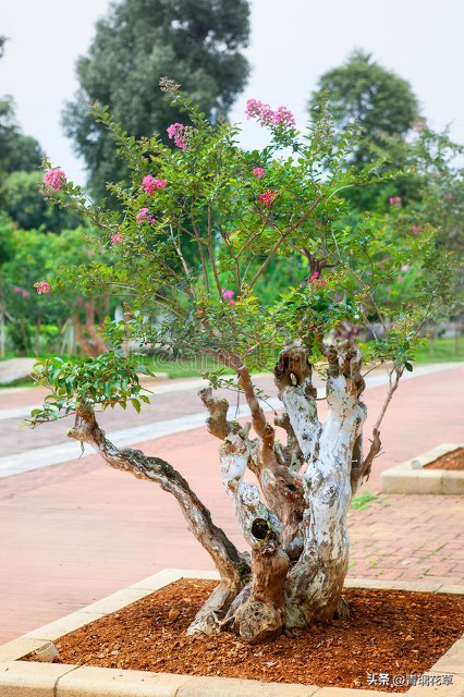 家种吉祥草地出富贵花,屋门前种什么树聚财