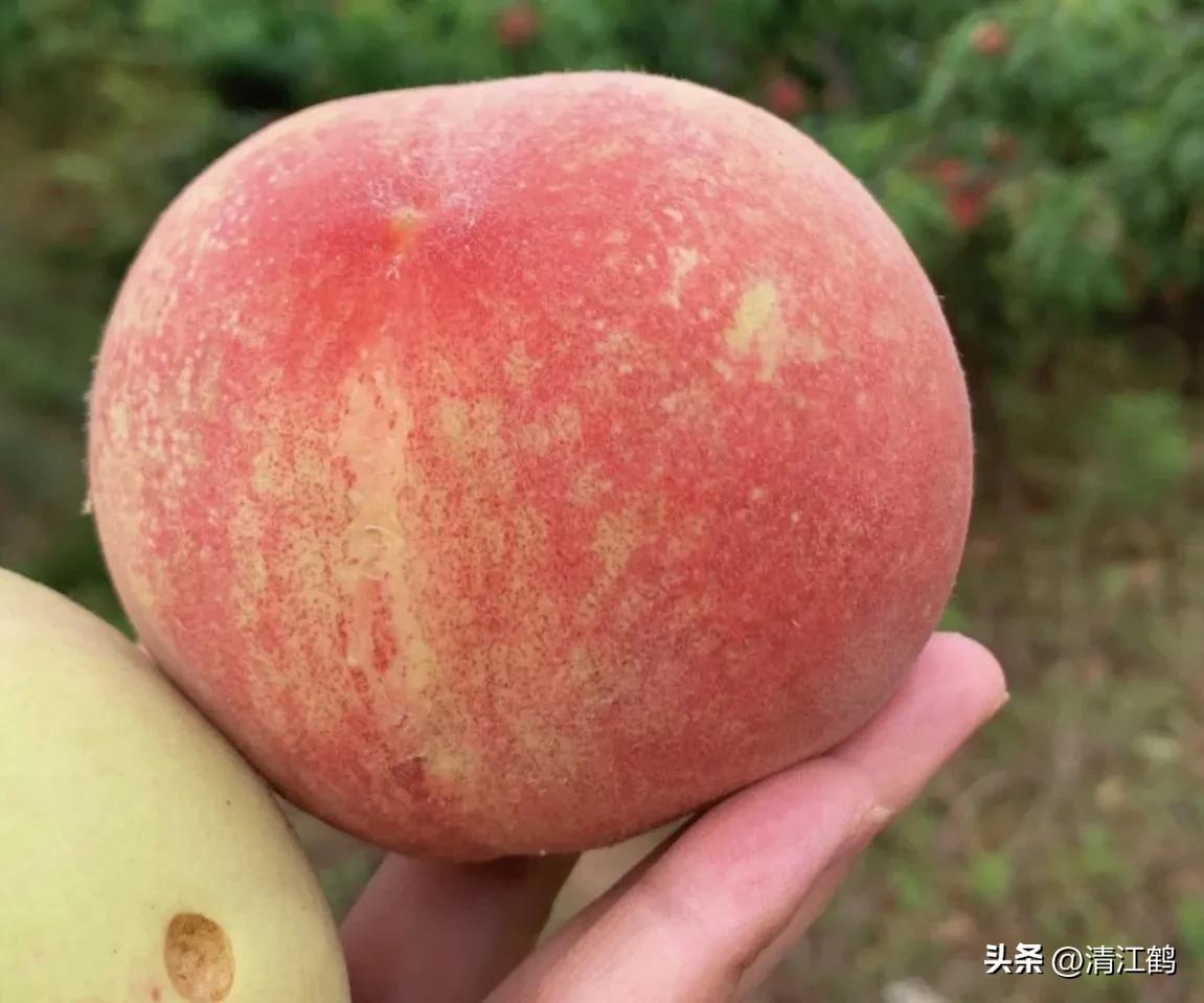 冬桃病,冬桃烂心咋回事