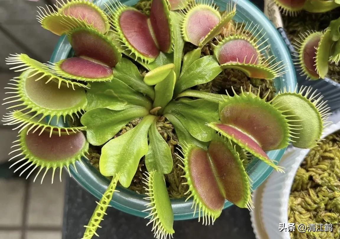 又好看又便宜的食虫植物,有什么推荐的食虫植物