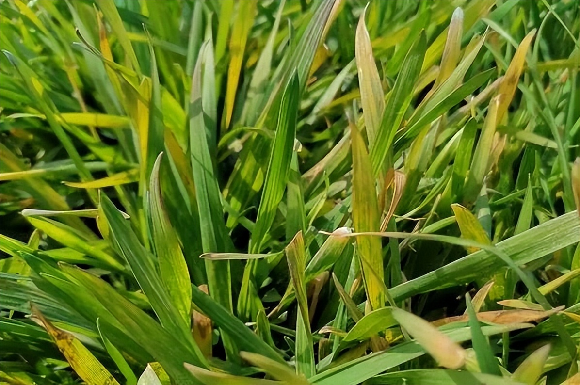 近期小麦发黄的原因怎么补救,小麦抽穗后叶片发黄什么原因