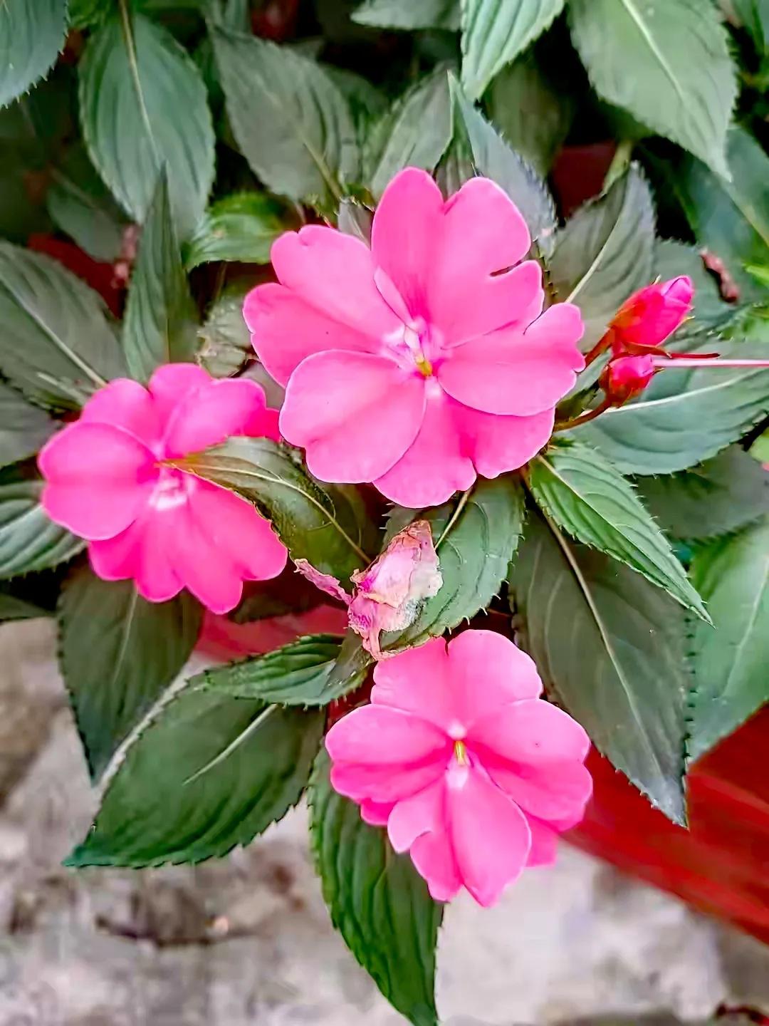 美丽五颜六色的凤仙花,七月最美的花景视频素材