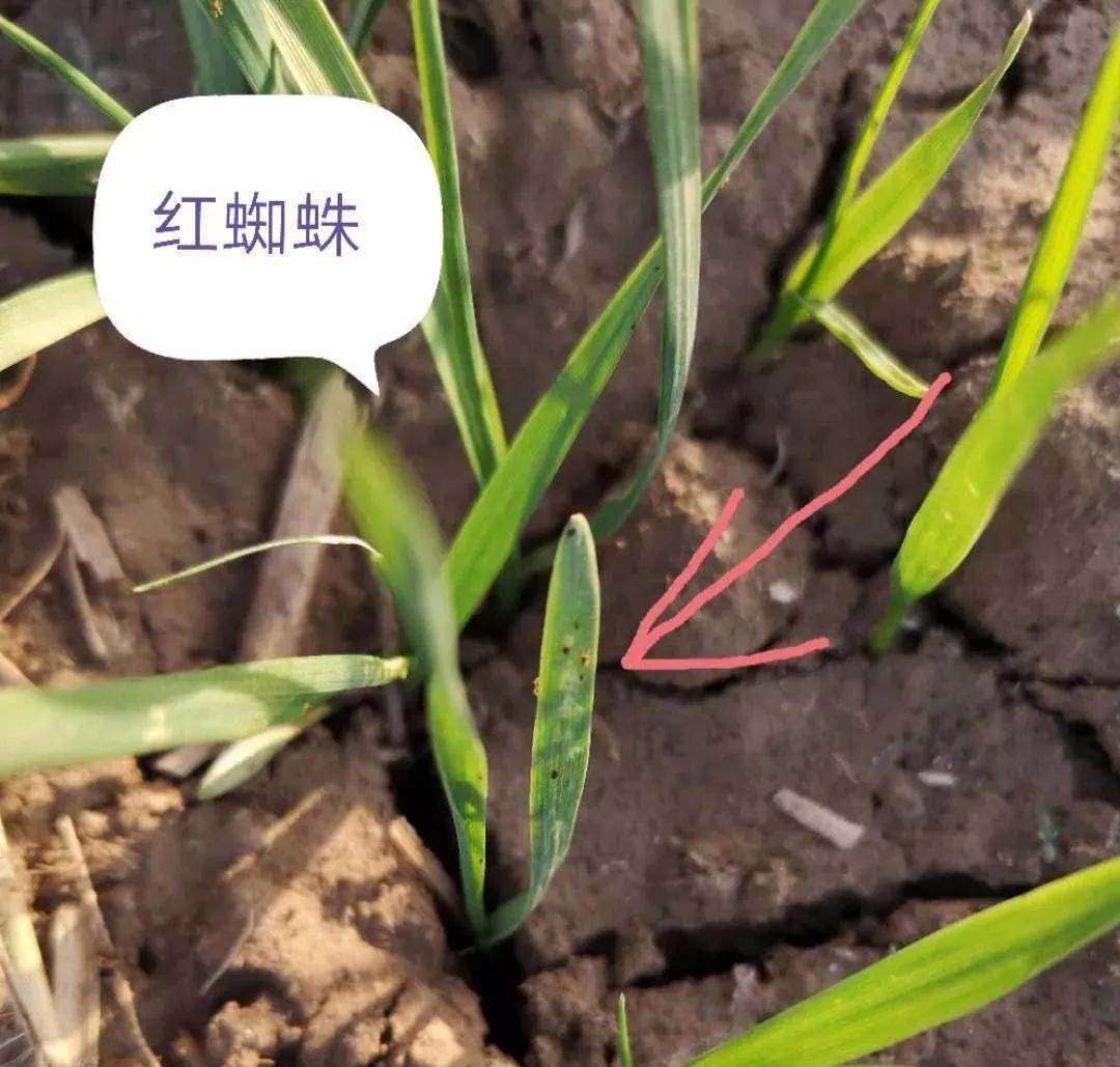 种植户注意，小麦红蜘蛛已发生，用好3个方案可高效防治