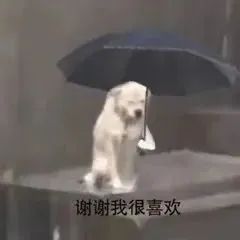 小狗给小狗撑伞表情包,小狗洗澡可爱超萌表情包