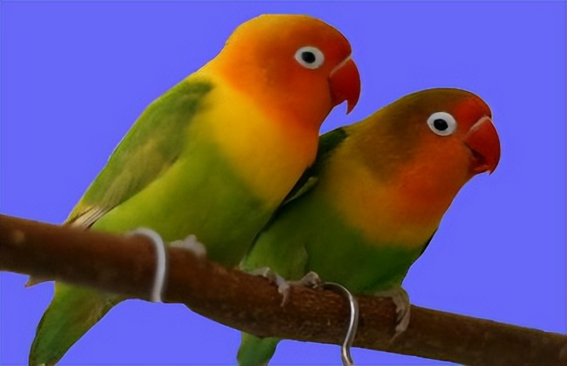 和尚鹦鹉幼鸟上下点头是什么意思,玄凤鹦鹉上下点头什么原因