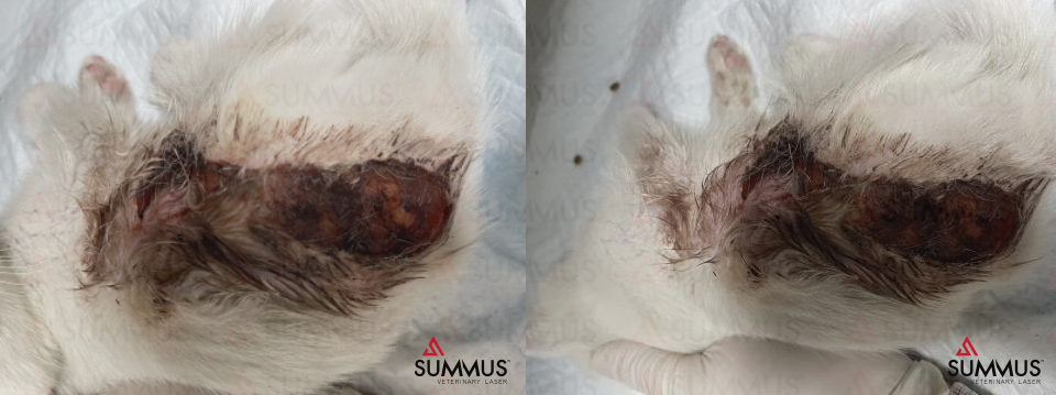 激光治疗猫口炎,激光伤口感染图片