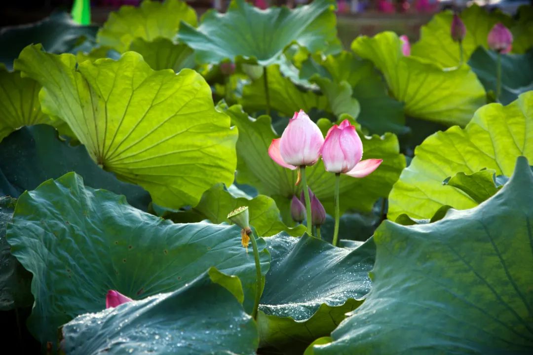 德阳中江县美食店,美食中江