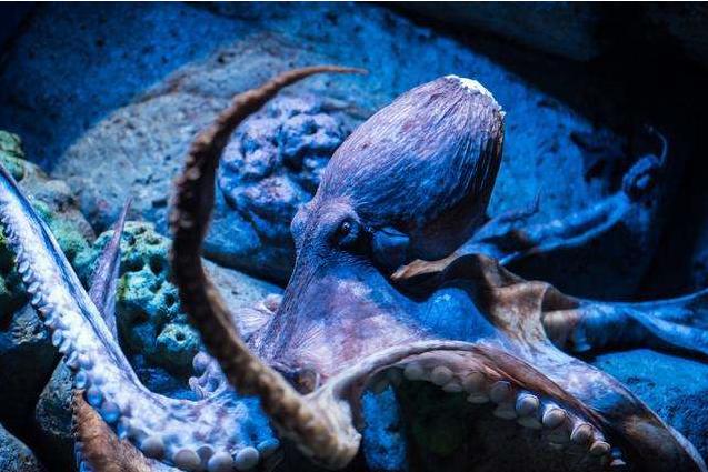 世界上最聪明的人类大脑,人类历史上最聪明的动物