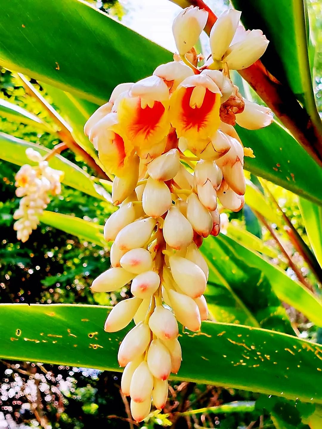 欣赏五颜六色的鲜花,五颜六色的鲜花太漂亮