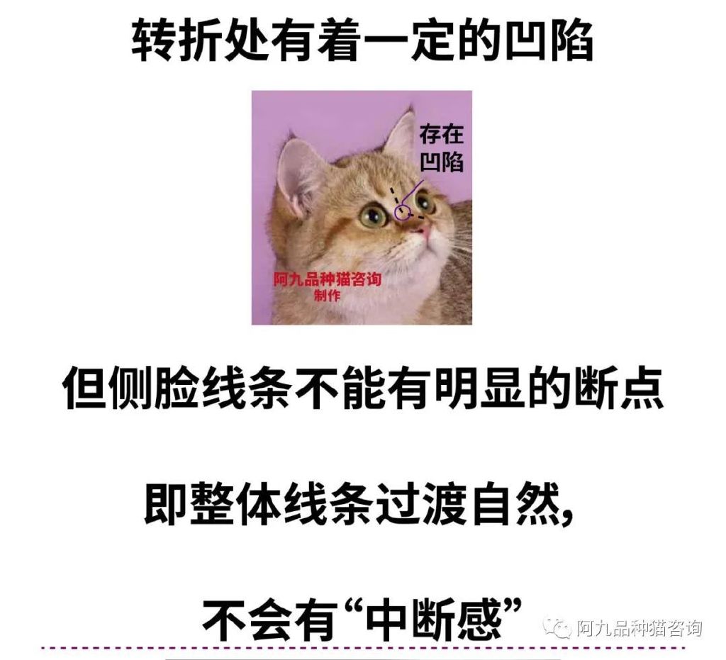 长毛银渐层幼崽的鼻头是黑的,银渐层幼崽眼睛是蓝色