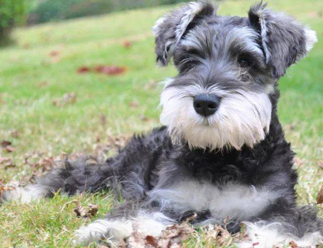 雪纳瑞爱叫还是泰迪爱叫,雪纳瑞爱叫吗