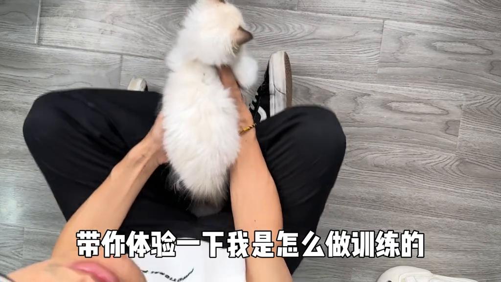 猫咪不让摸，那肯定是抚摸脱敏训练没做好#猫咪社会化