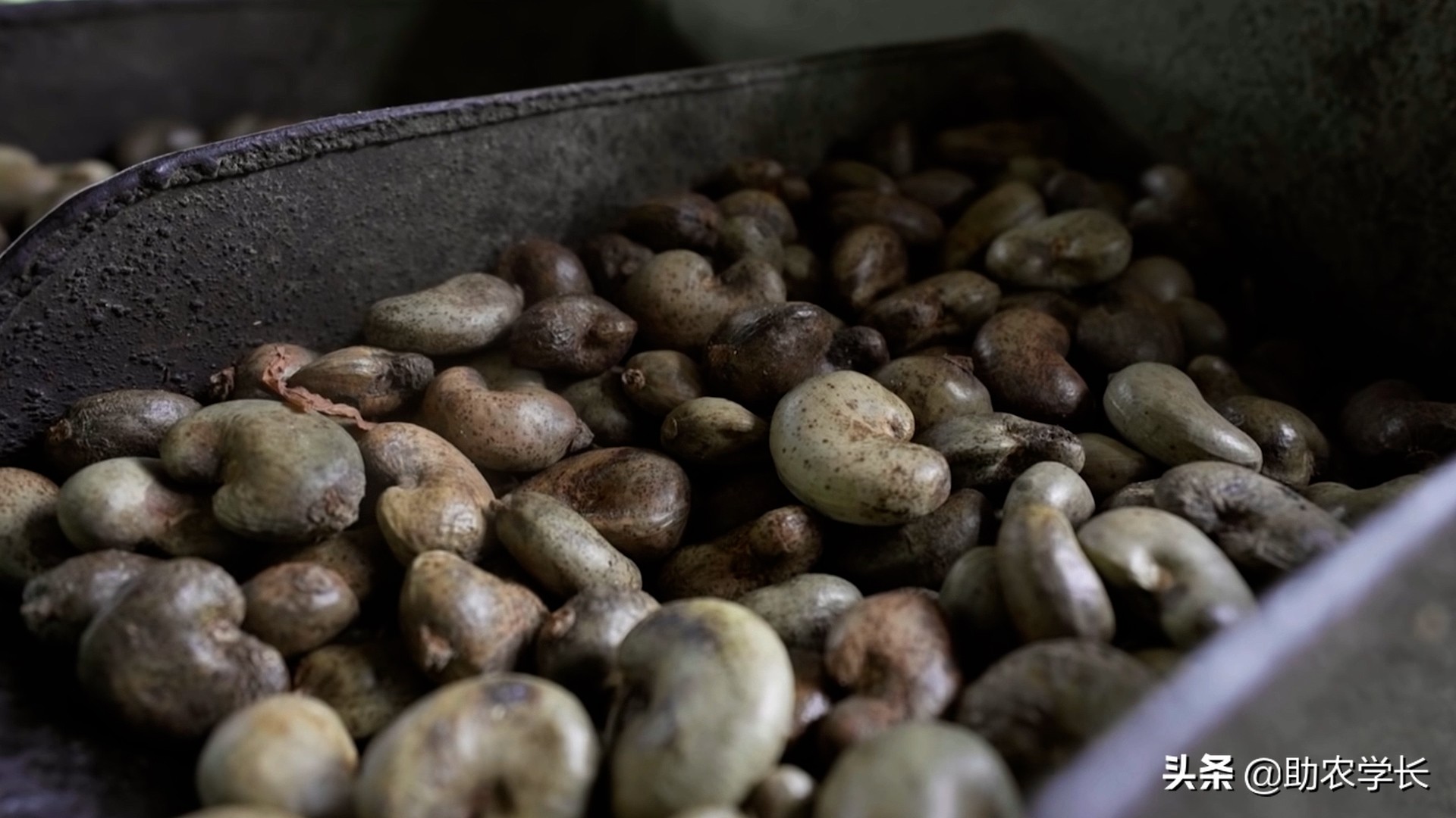 腰果很好吃,腰果质量好价格便宜