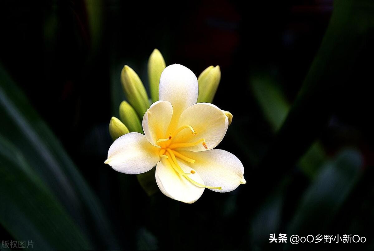 养君子兰老是烂根怎么办,养君子兰有好多小飞虫怎样治