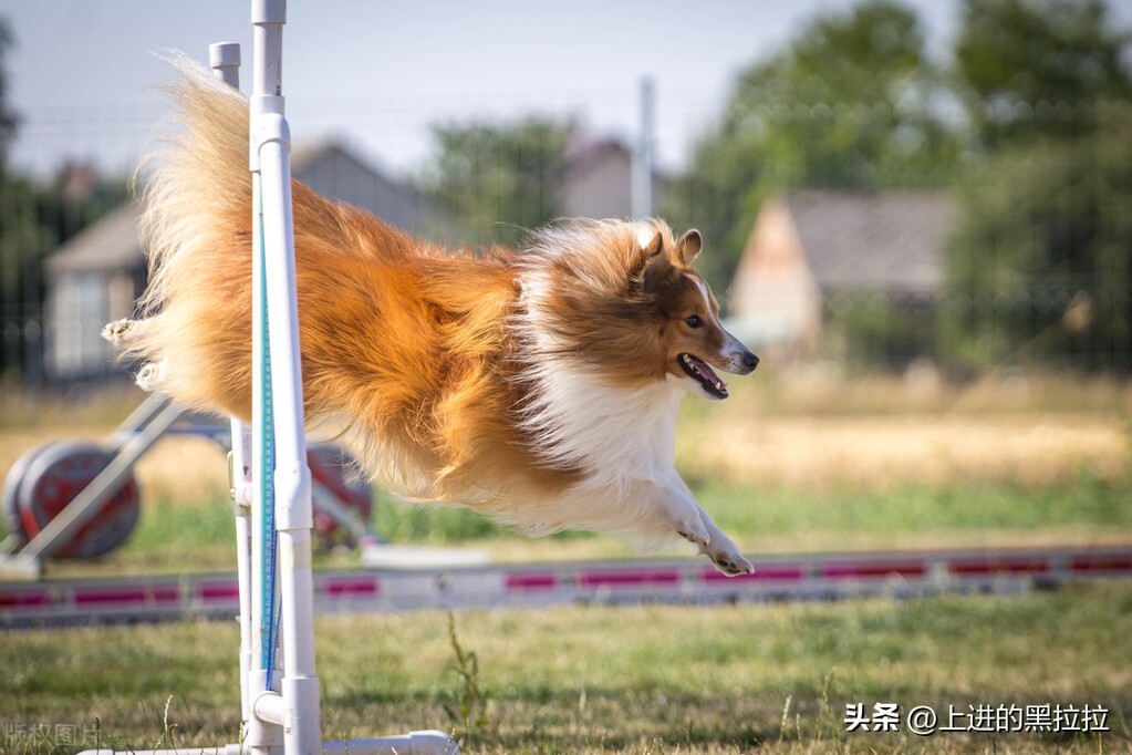 喜乐蒂牧羊犬品种,喜乐蒂牧羊犬品种简介
