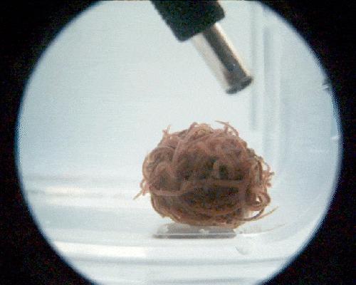 科学家发现了可怕的寄生虫,科学家发现寄生虫