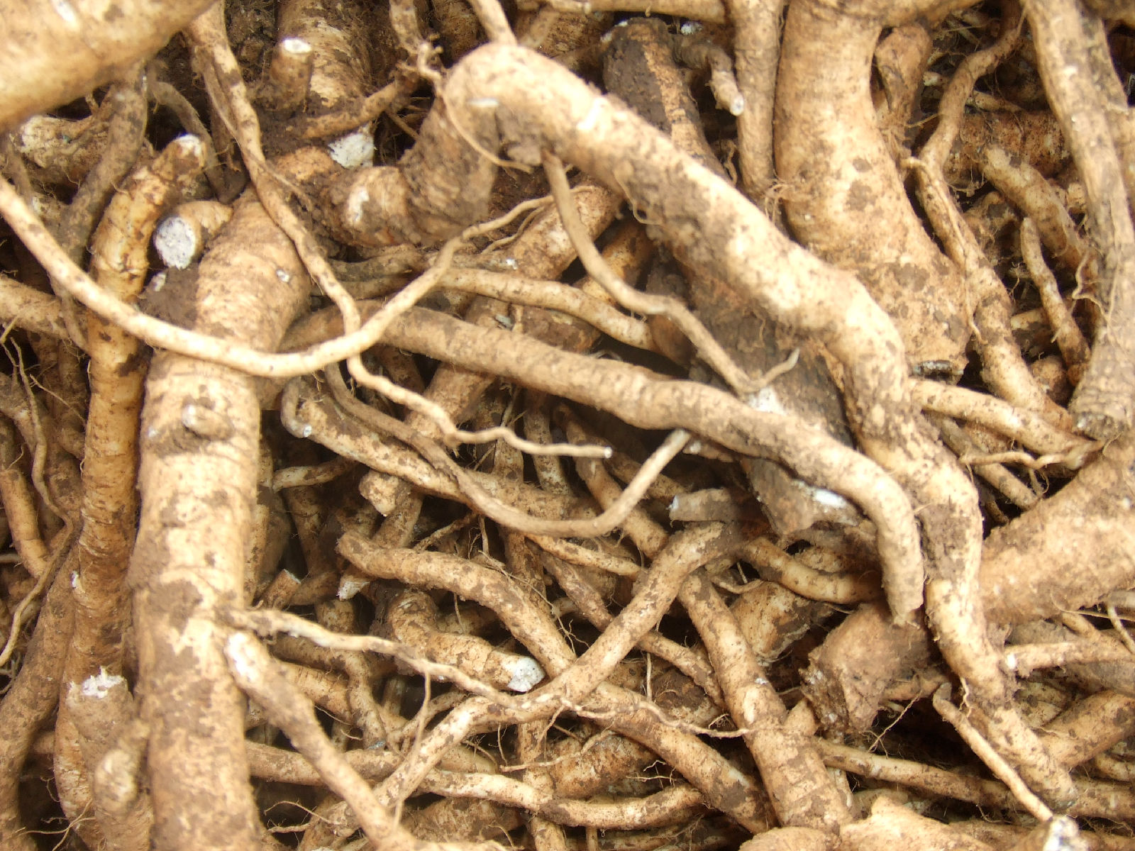 化脓性扁桃体炎中医怎么治,儿童化脓性扁桃体炎中医怎么治疗