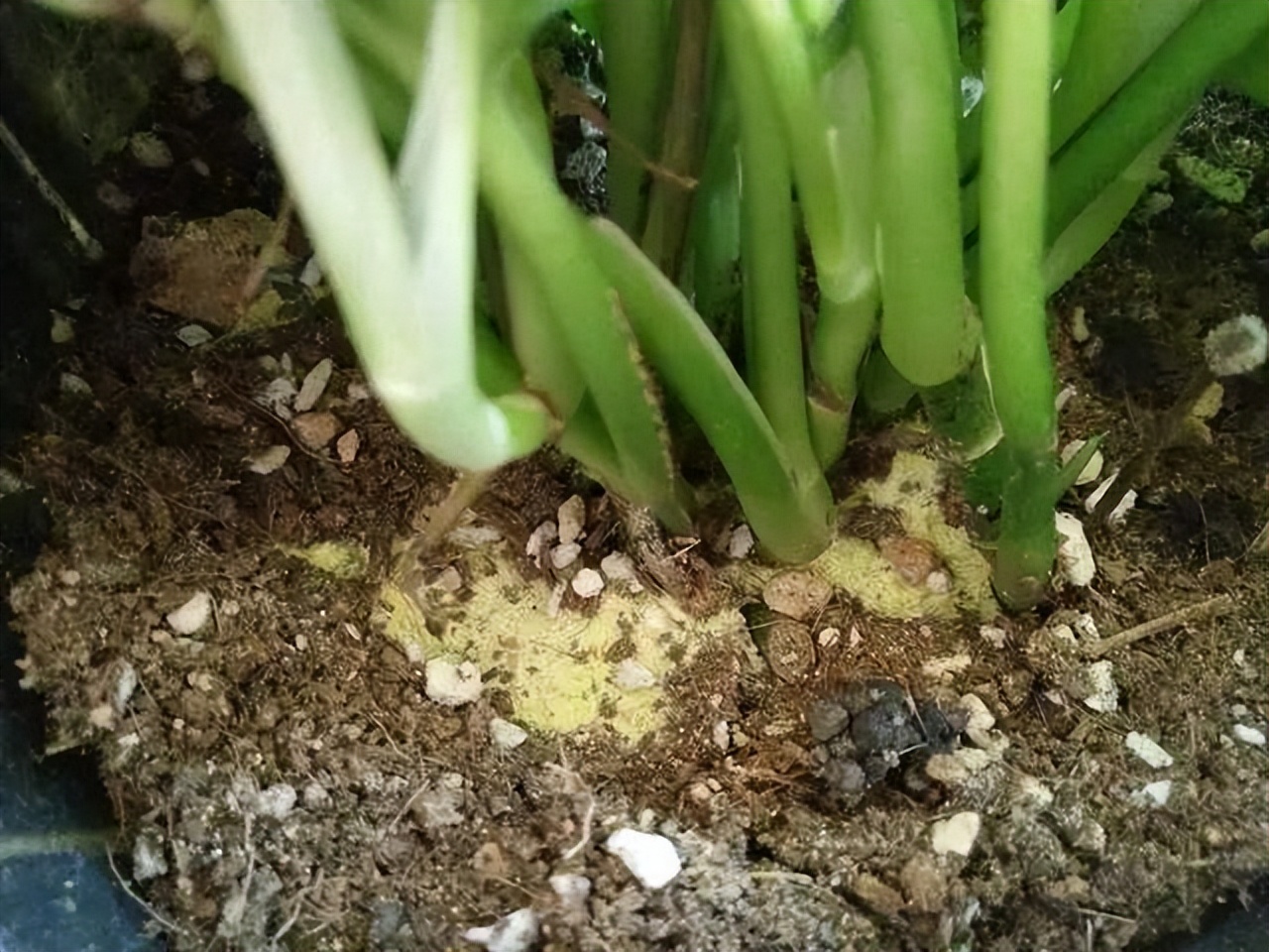 养花换掉的土,养花换下来的旧土用什么药杀菌好