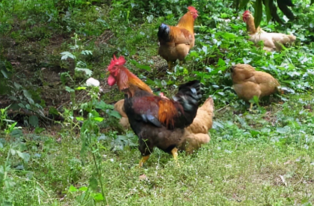 经常点外卖会致癌吗,经常点外卖的你应该知道这些事