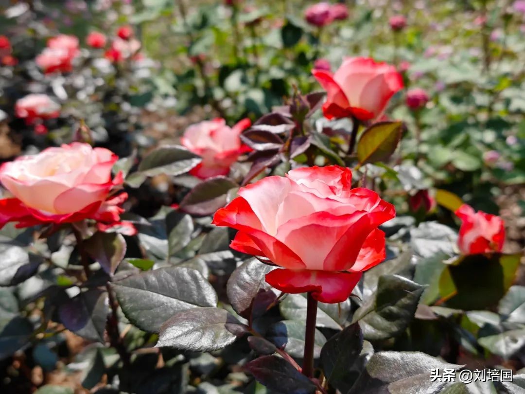 市花月季公园,市花月季