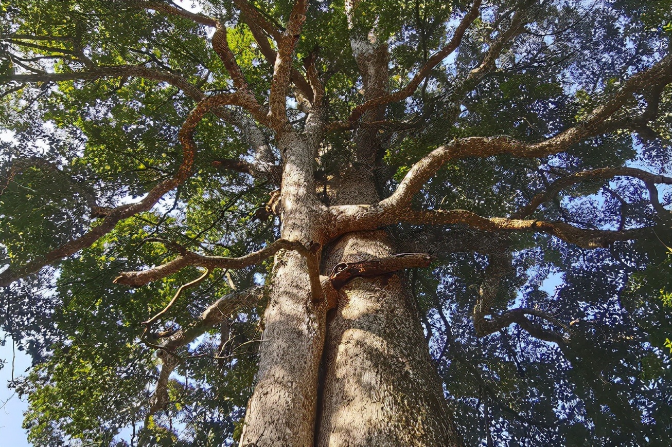 真正的正宗金丝楠木大树,50年金丝楠木树价值多少