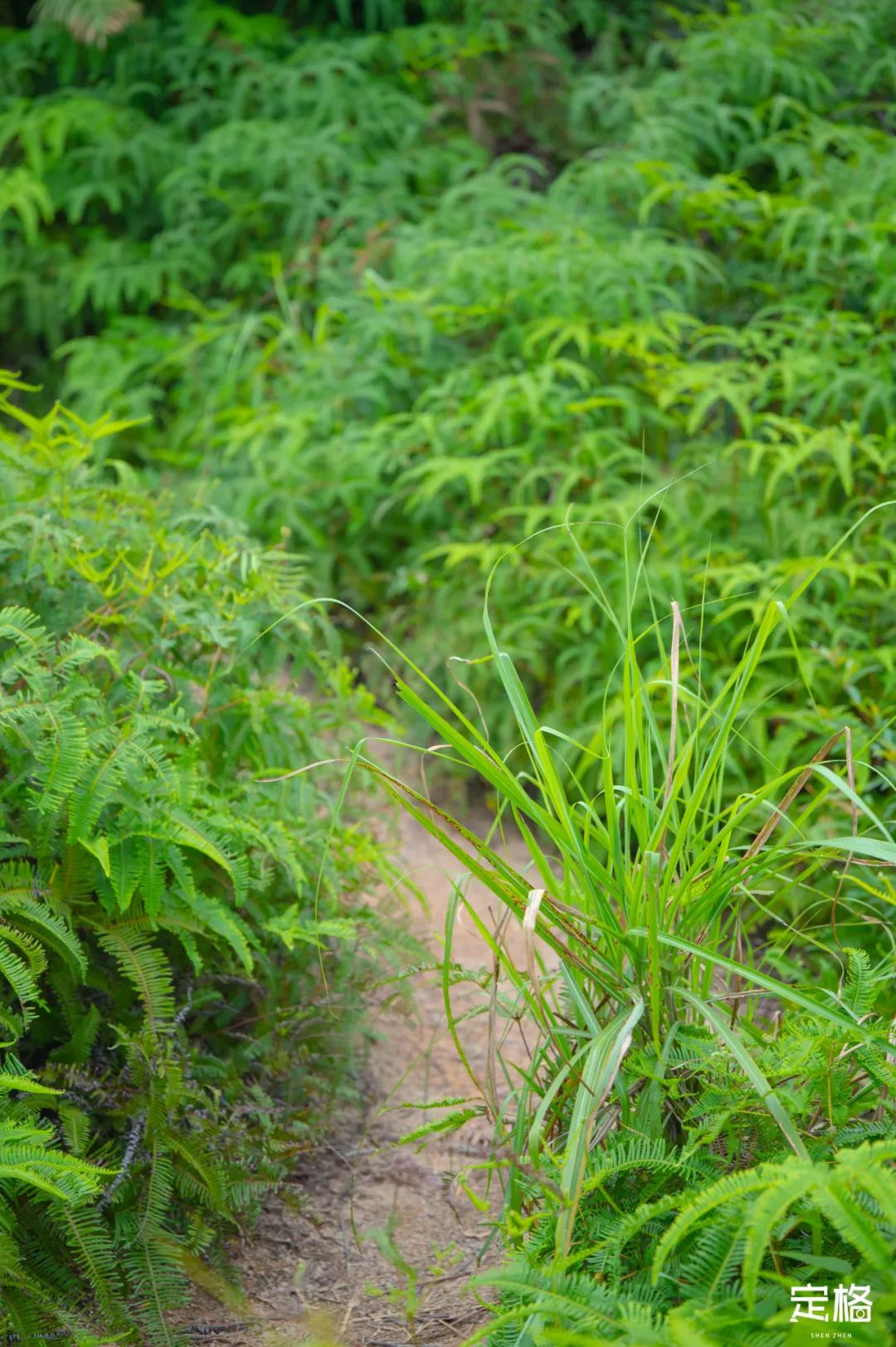 深圳比较危险的山,深圳很小众的山