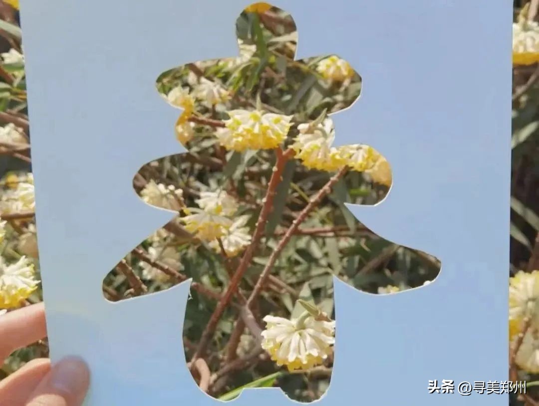 河南科技大学春景,河南科技职业大学校园春景