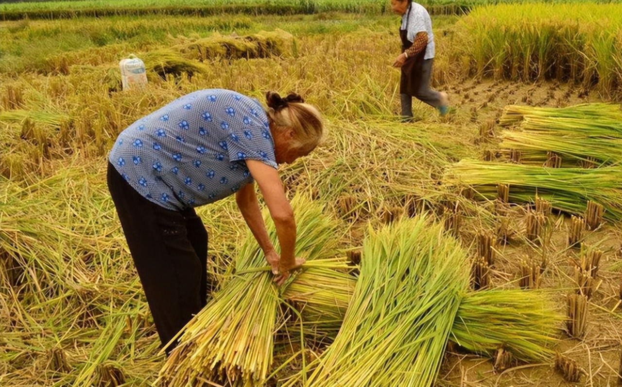 城里人到农村种树养老,农村老人靠儿子养老还是女儿养老