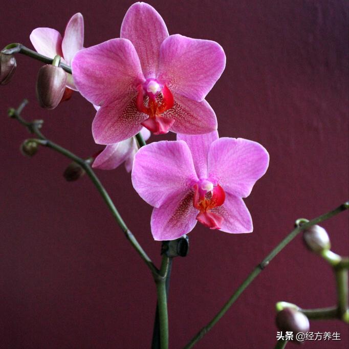 辟谷身体的排毒过程,气血恢复的过程中身体的排毒反应