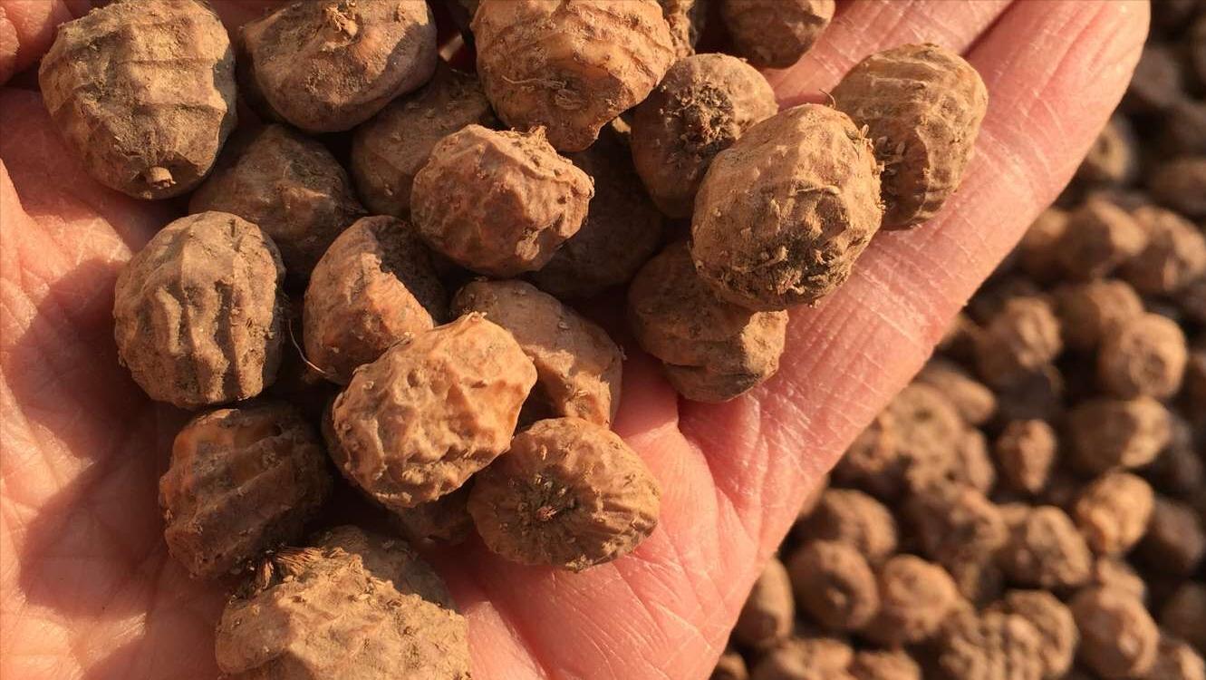 高油大豆高产栽培技术,高产油豆种