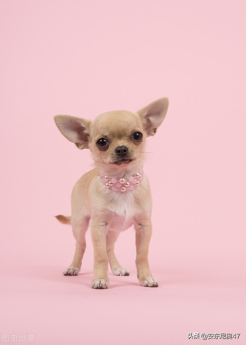 吉娃娃叫嚣大狗,吉娃娃小狗挑战大狗