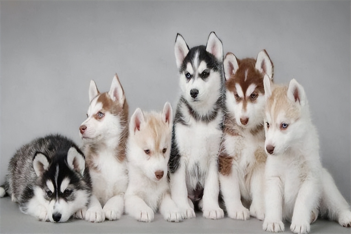 哈士奇多少钱一只幼崽300以内,纯种哈士奇多少钱一只