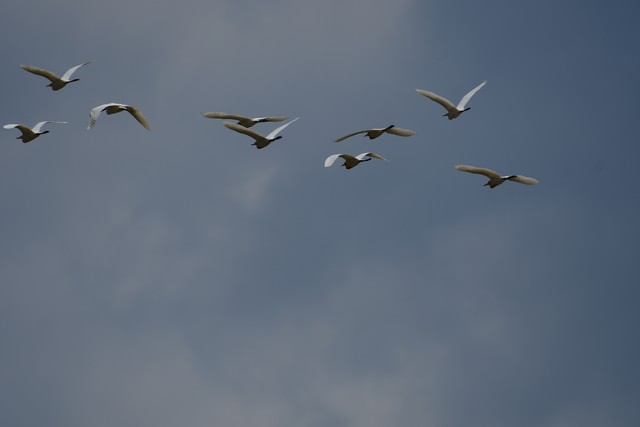 唐朝杜甫绝句,唐代诗人杜甫的经典名句