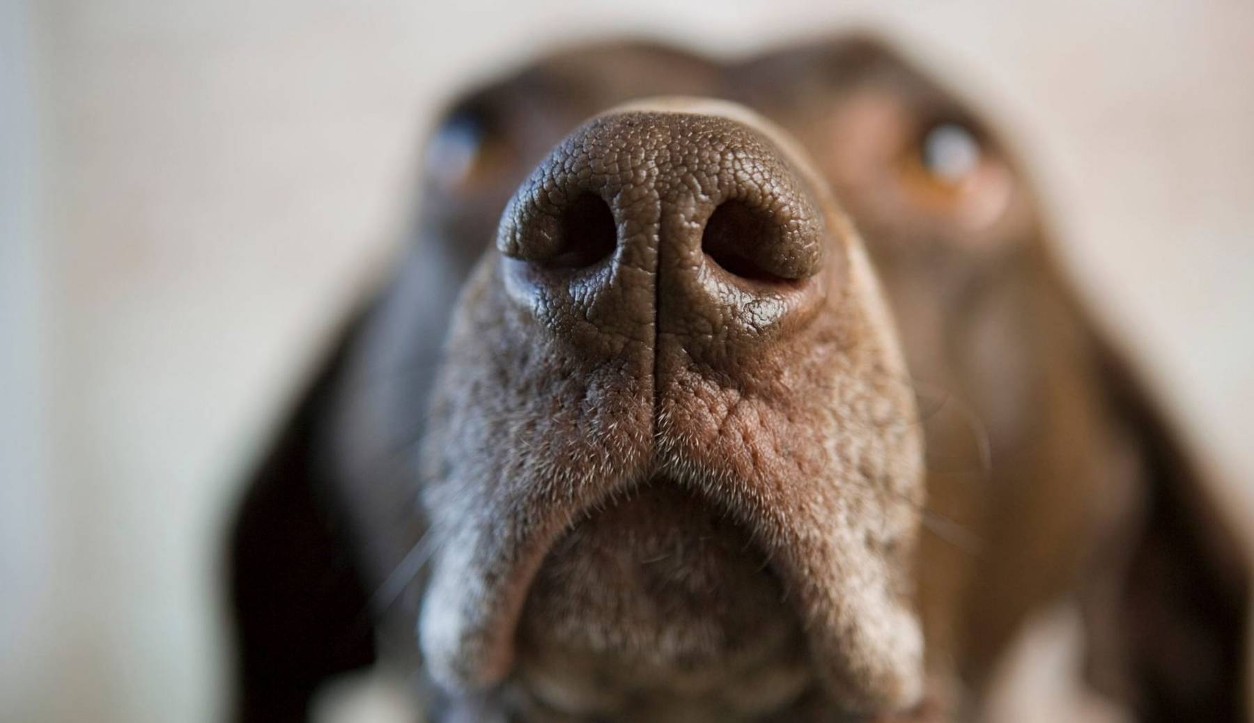 动物在交配前，为啥会先闻对方的屁股，小小肛门释放了多少信息？