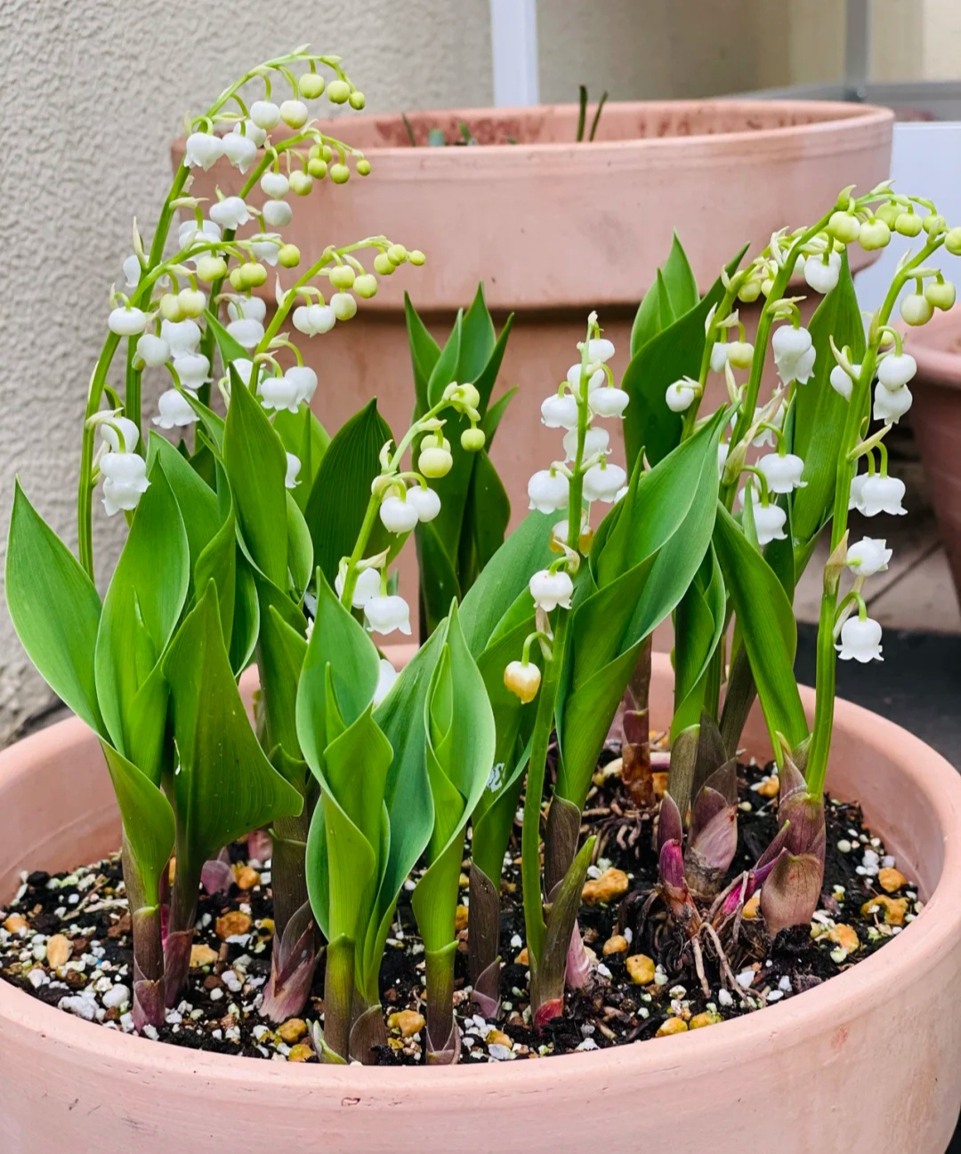 100个阳台养什么花好,100种阳台养的花草