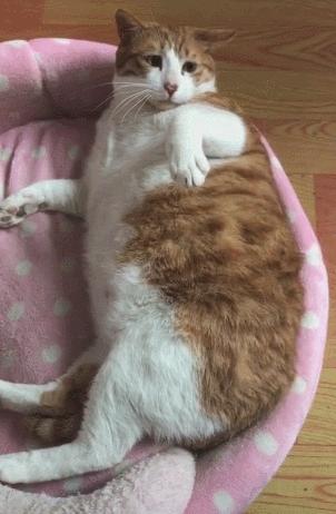 猫核酸检测有必要做吗,猫做核酸粤语视频