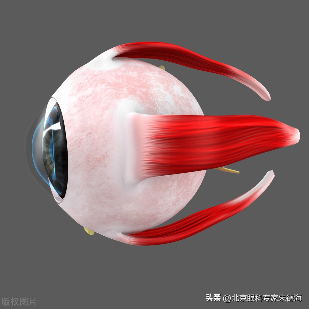 眼球调节功能,眼球转动不灵如何修复