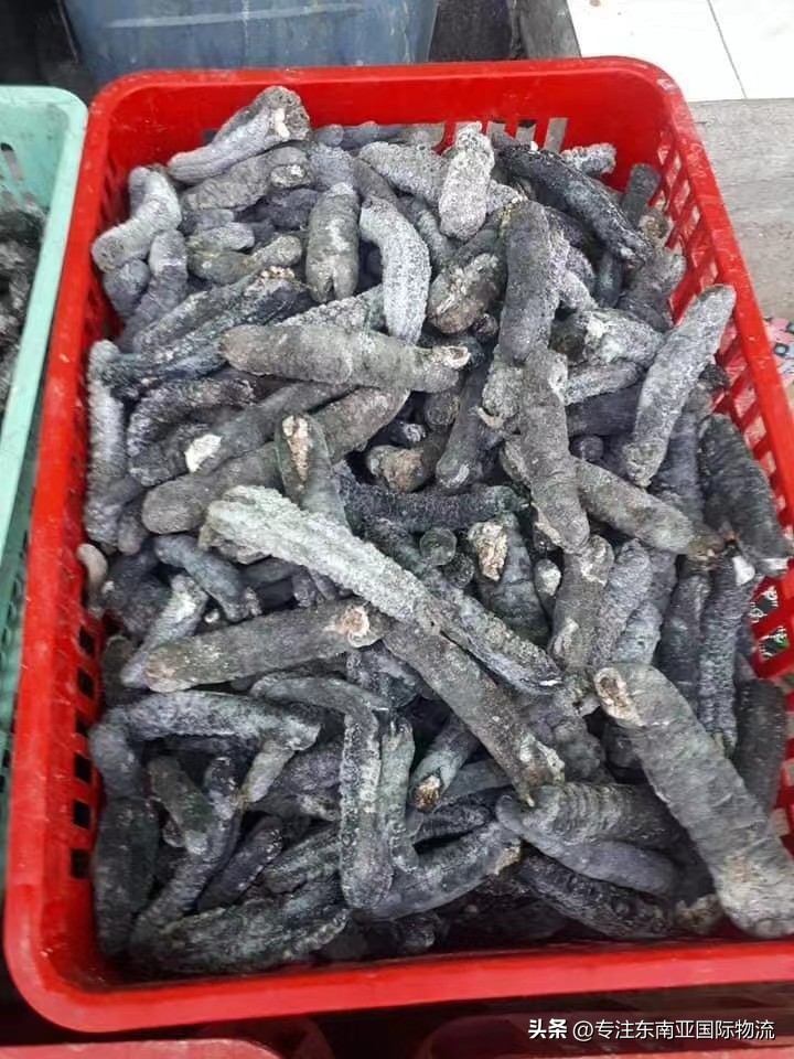 印尼海参进口清关,澳洲海参进口清关价位表