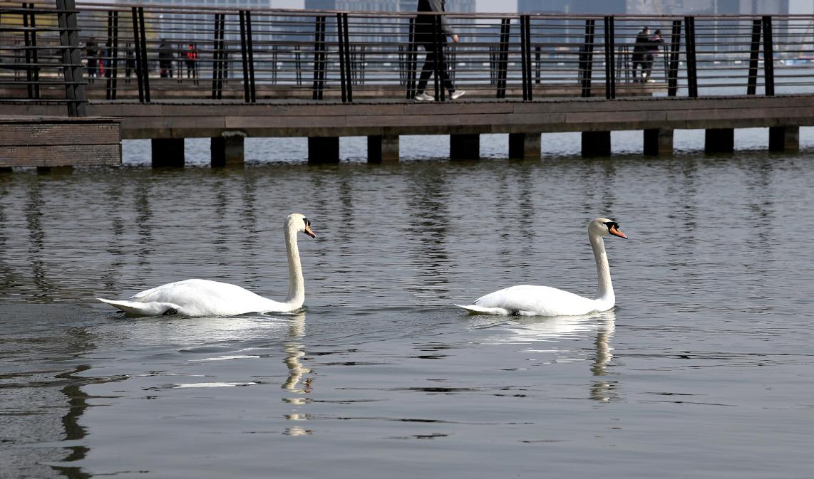 郑州赏花游玩推荐景点,郑州踏青旅游攻略