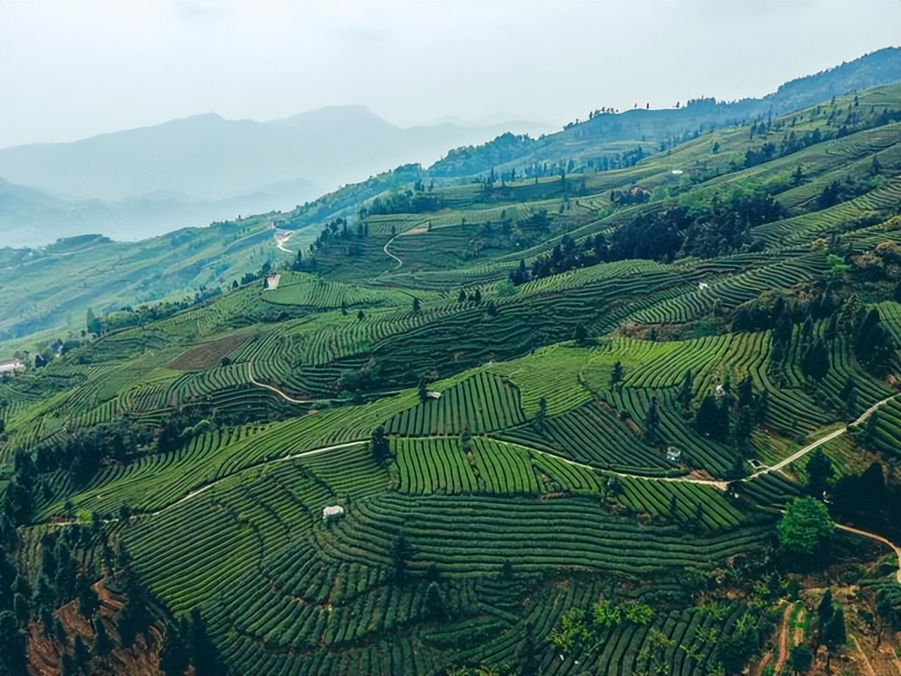 峨眉高山绿茶竹叶青2022年春茶,竹叶青峨眉高山绿茶160克黑袋装