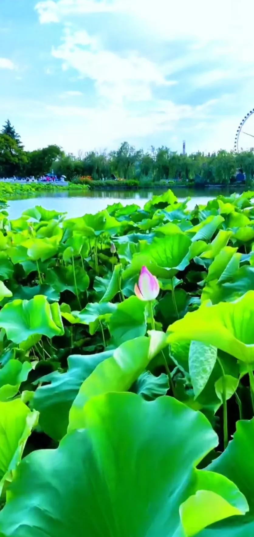 分享一组荷花图,分享一张你与荷花的照片