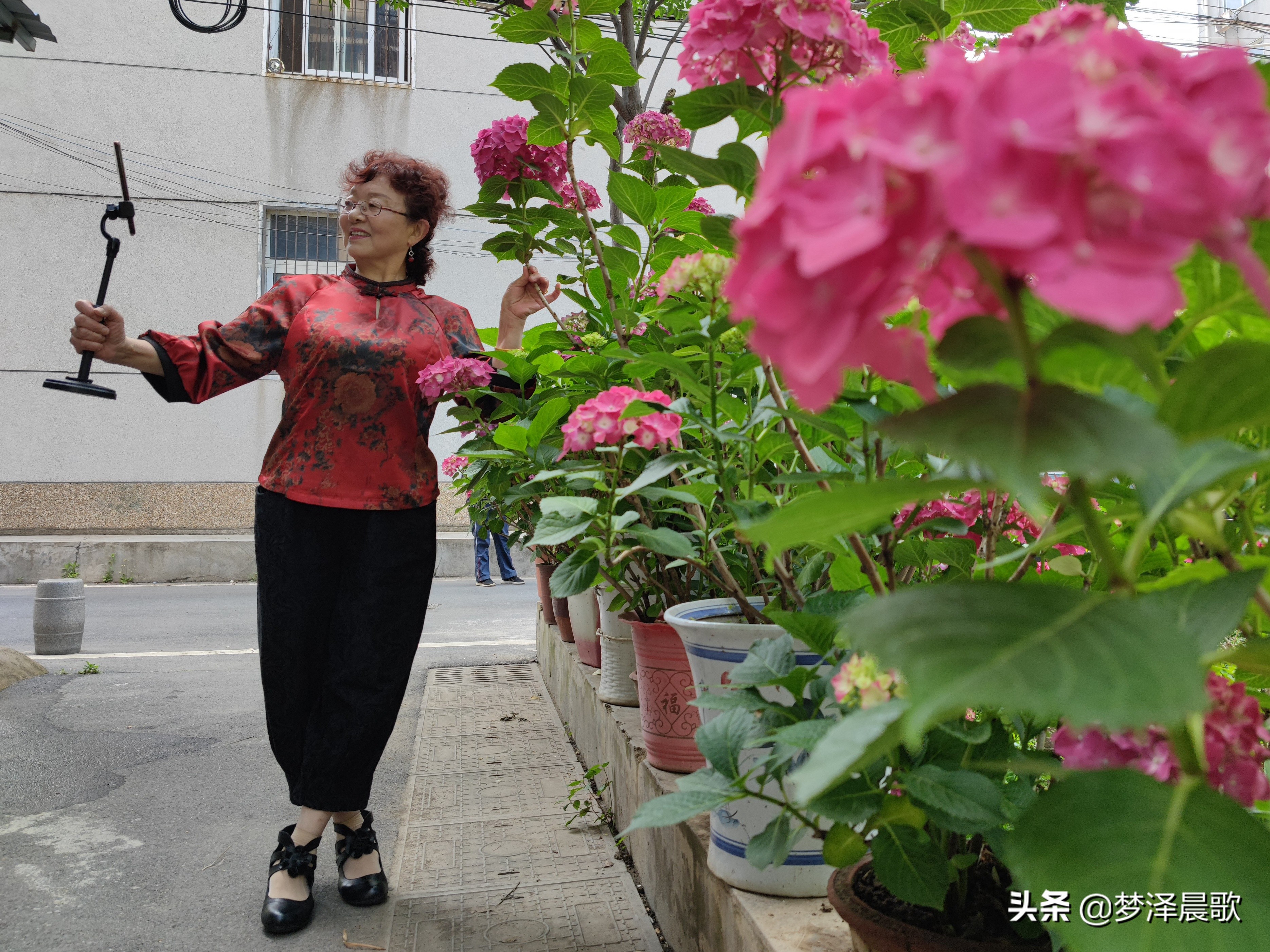 绣球花季不可错过的风景,满山遍野绣球花开惹人醉