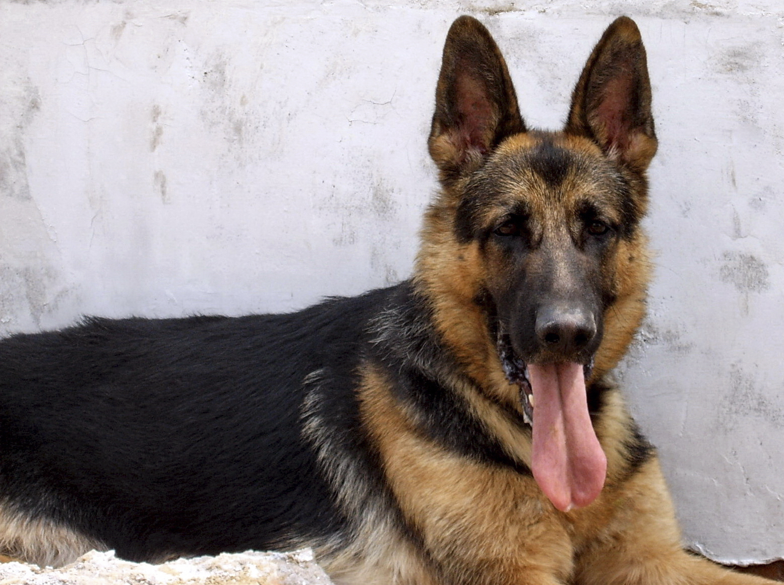 德牧养殖技术书籍大全,德牧饲养攻略