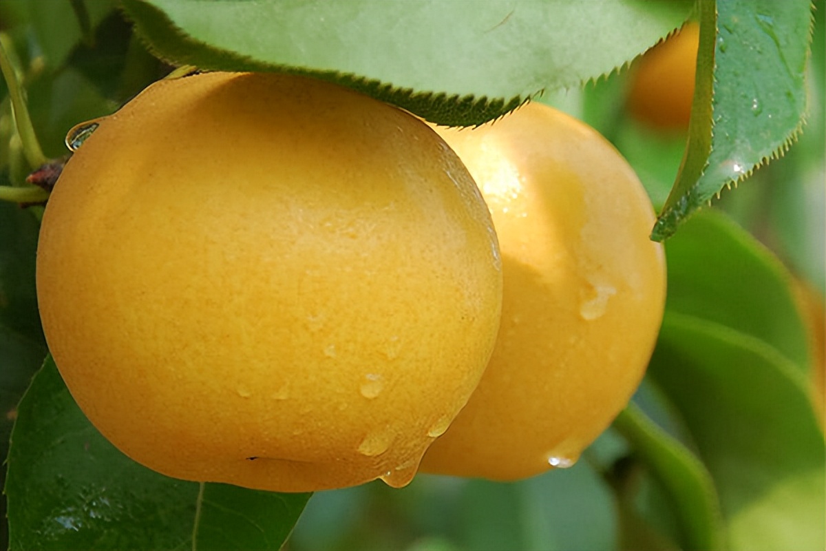 梨都有哪些品种什么梨最好吃,常见30种梨的区别及口感