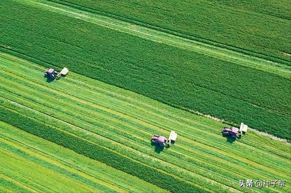 大面积牧草怎么收割,机械化收割牧草