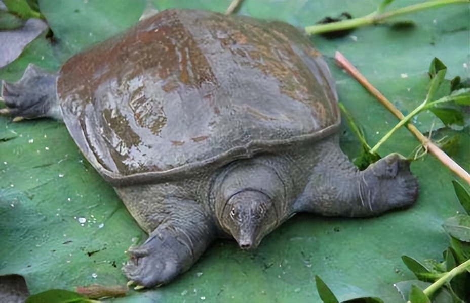 反季节甲鱼养殖,甲鱼养殖需要多少时间