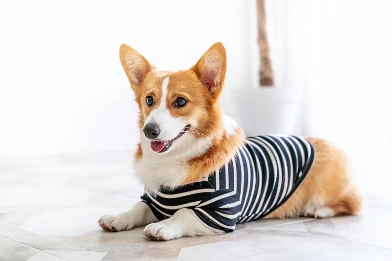 幼犬狗狗应该吃什么狗粮,狗狗一般吃什么狗粮经济又实惠