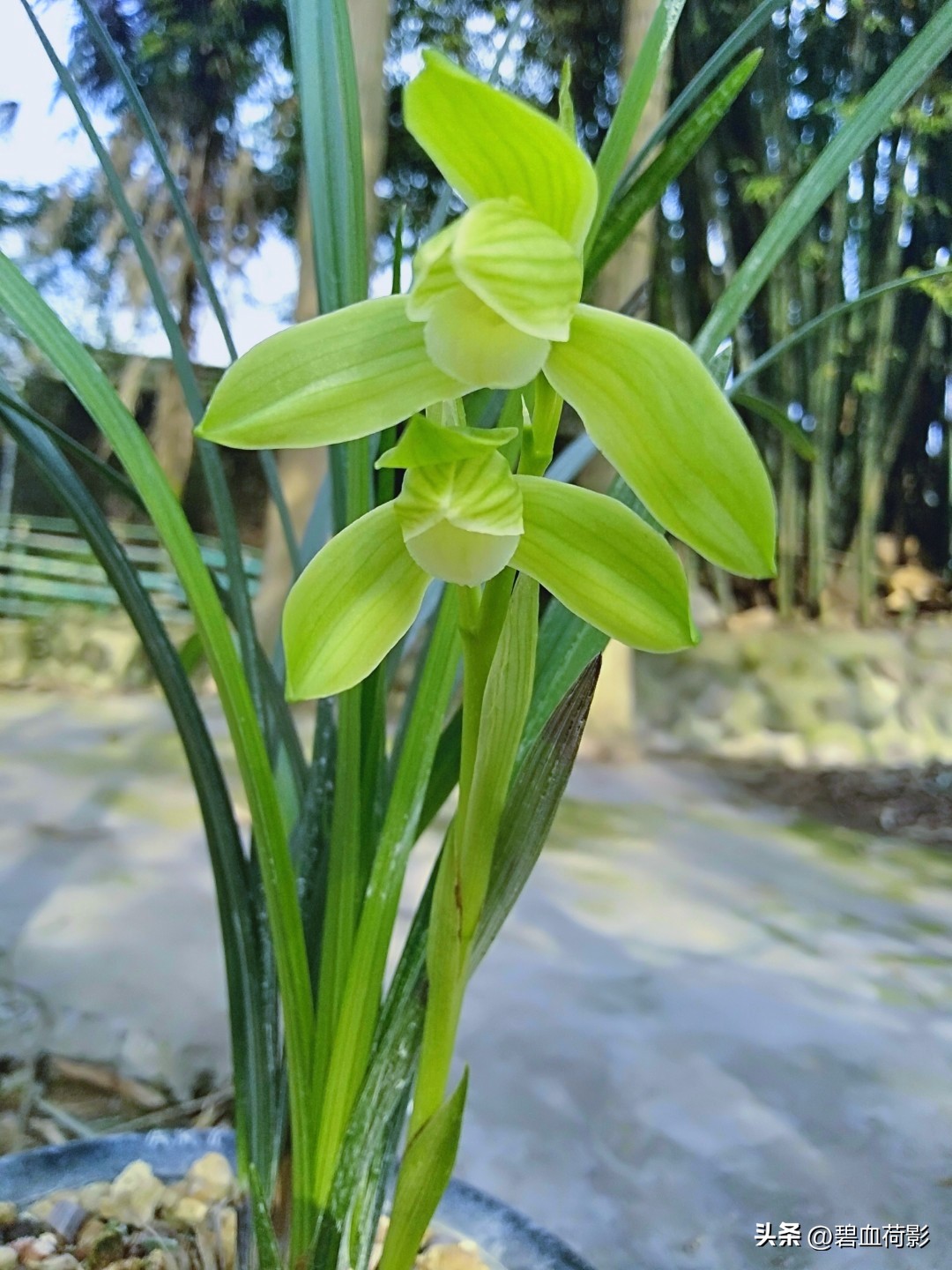 一棵蕙兰卖800万图片,卖了800多万的蕙兰长啥样