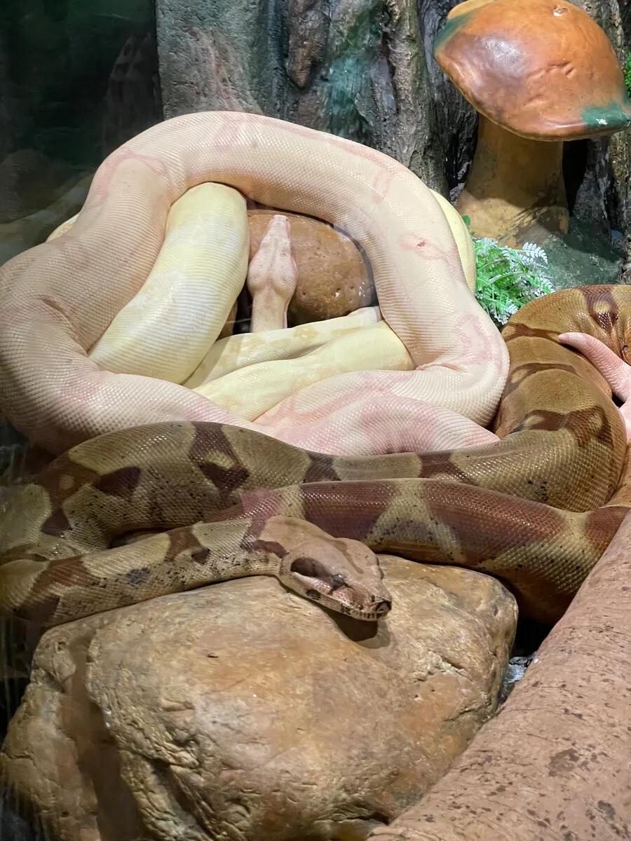 广州长隆野生动物园全部动物,广州长隆野生动物园所有动物介绍