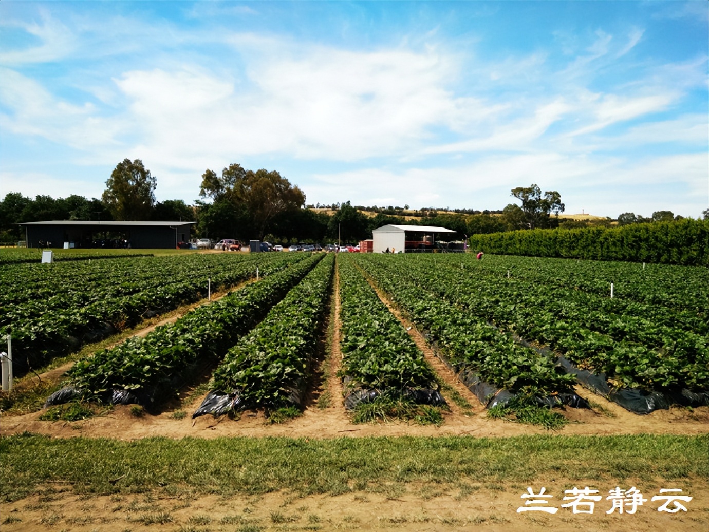 澳洲·墨尔本：到酒庄免费品酒，付5澳元到樱桃园吃到撑