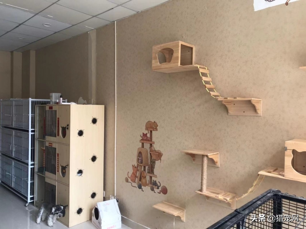 宠物店宠物美容师工资,宠物店美容师工资怎么拿的